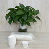 Eco-Friendly Paper Cup